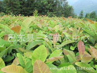 种植药材成活率高的是什么药材的关键