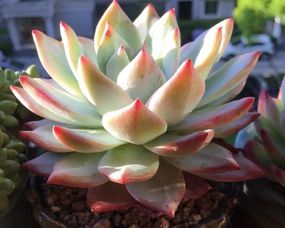 多肉植物， 冬天的呵护之道