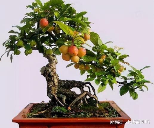 盆栽玫瑰，选盆有讲究