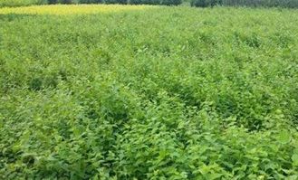 棣棠花的蕞佳种植时间