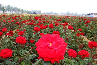 五一假期， 宛城南阳月季花开，畅游美景无限