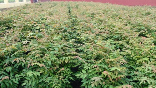 花灌木主要品种有：金山绣线菊、 金焰绣线菊、小叶黄杨、大叶黄杨、金边黄杨、北海道黄杨、红叶石楠容器苗、红王子锦带、红瑞木、龟甲冬青、金银木、连翘、迎春花、棣棠、贴梗海棠、金叶女贞、红叶小檗