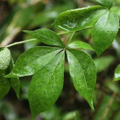 独家数据：新品种“雪霸1号”的越冬奇迹