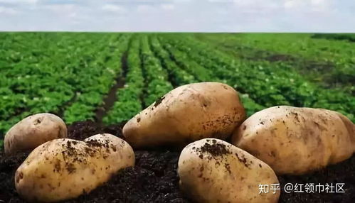 丙环唑打土豆的精准用量揭秘