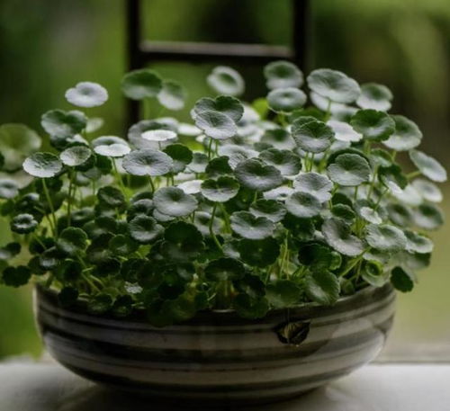 菊苣高效养殖技巧：视频教程，轻松掌握！