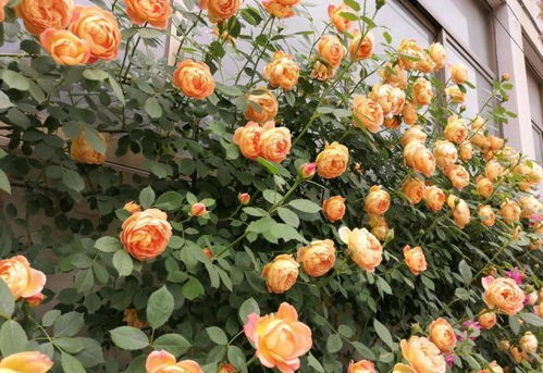 月季的肥情小秘密