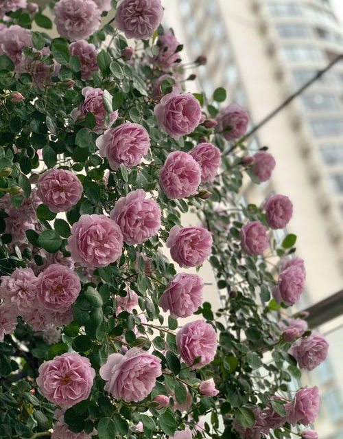 蓝色阴雨月季的生长环境揭秘