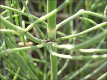 大豆田里防治笔头草，哪种高效低毒的农用大棚除草剂效果最好？