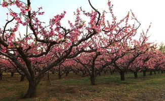 花期不同，各有各的美
