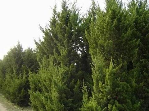 龙柏：盘旋生长的绿巨人