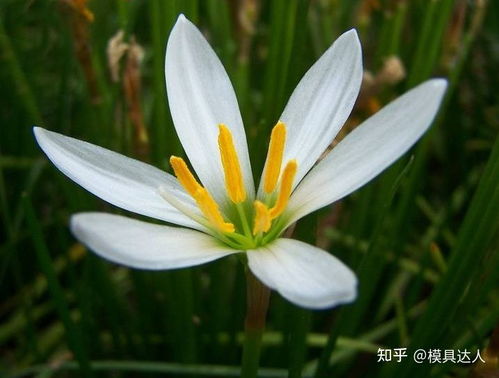 葱种计算， 葱兰价格，我来给你瞎说一通