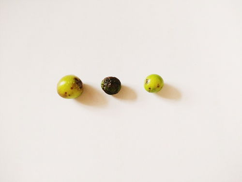 三、 智嫩育苗箱的神奇效果