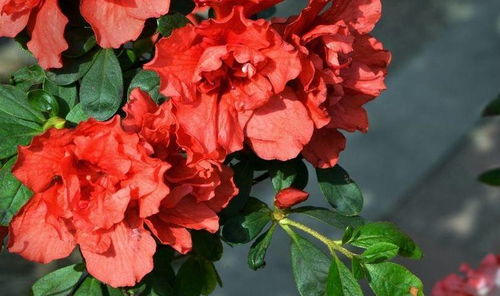 杜鹃花的养护要点