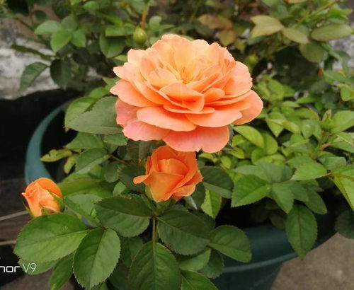 果汁阳台月季：阳台上的甜蜜果汁