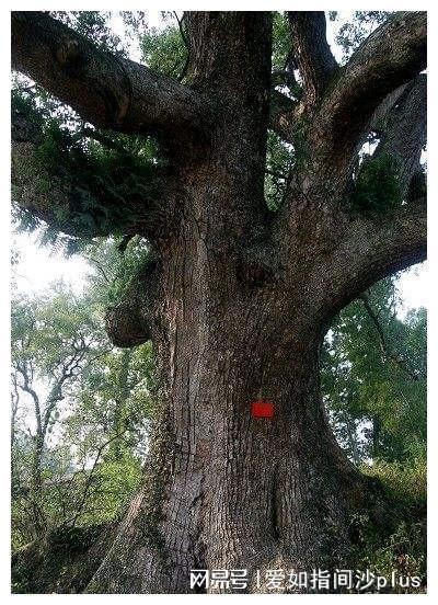 庭院种香樟，为何树干总脏兮兮