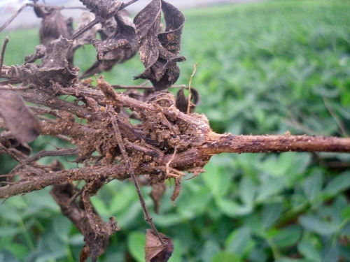 灌根防治作物根部病害的神秘武器：精甲恶霉灵