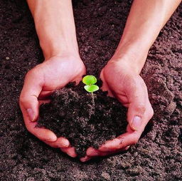 成者阝平原车前子播种时机揭秘