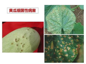 病害轻重,也要考虑
