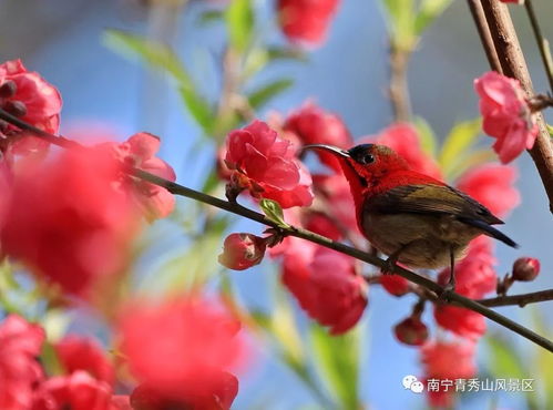 选购技巧， 避免上当