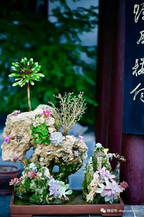 再经过1—2年养护管理，作品会geng加完善和自然。