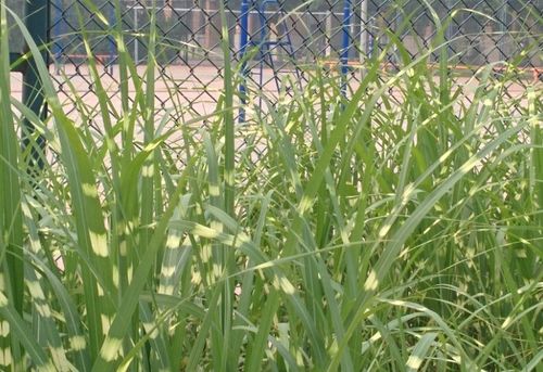 高草的种植技巧