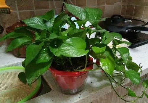 土培绿萝的活力与魅力