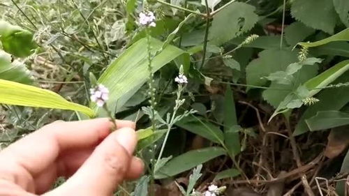 玉米苗后期降雨，除草剂效果受影响