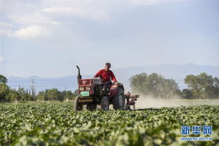 合作社种植豌豆尖，拓宽农民致富路