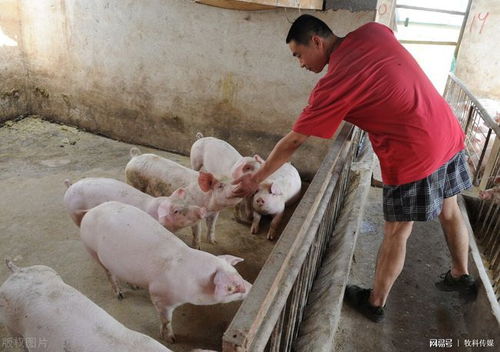 后备猪选育关键期