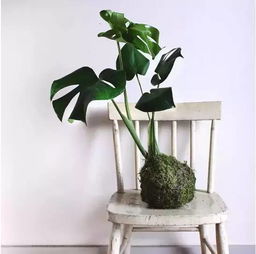 月季花的世界，了解一下