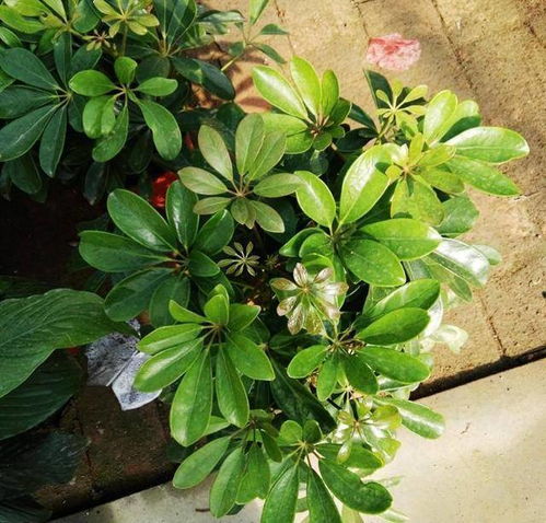 鸭掌木叶子发白，如何挽救这株绿植