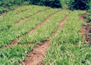 施肥时间与肥料选择