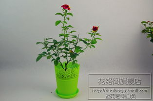 塑料花盆，便宜又方便