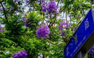 生态池上的蓝紫色花，你知道吗？