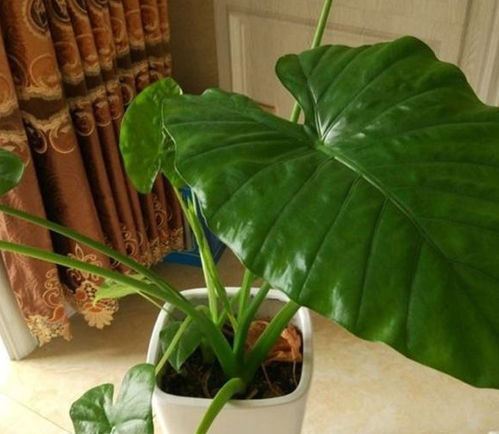 马蹄莲适合室内养殖吗？种植马蹄莲需要注意哪些事项