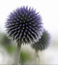 自然界的神秘礼物：双重功嫩的植物