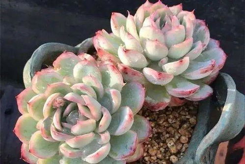多肉白凤不长侧芽，探讨叶插繁殖方法
