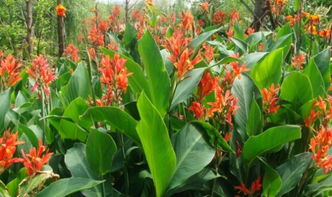 美人蕉：绿意盎然的精灵，为何不适宜室内养植？