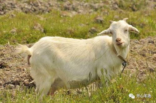 山羊的精饲料中，除了常见的玉米、豆粕，还有哪些营养丰富的饲料成分？
