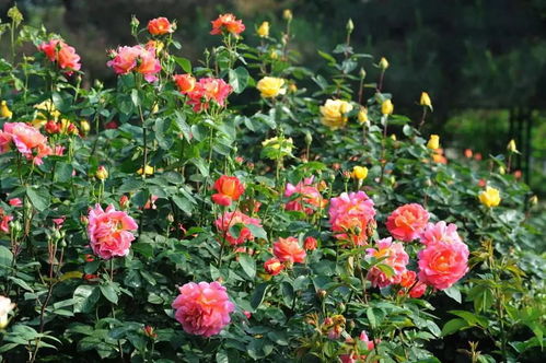 南昌月季花大放异彩， 品种繁多令人眼花缭乱