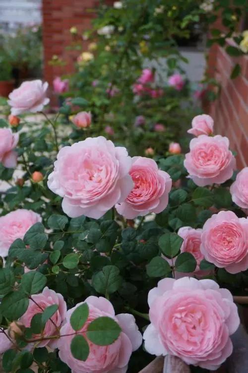 月季花的魅力：我的十年养护心得