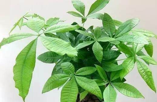 北方养发财树，需注意温度与湿度