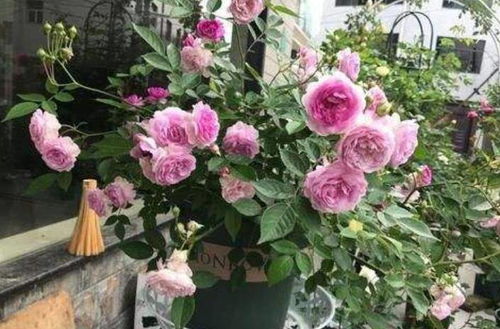 玛姬婶婶月季：小花朵， 大魅力