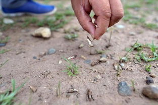 未来防治技术趋势