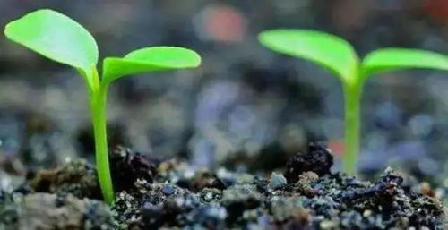 出苗养护：手欠掀膜死一片