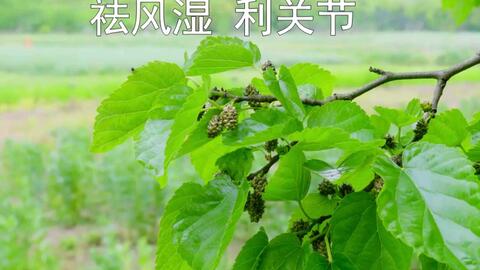 桑树长得太高了如何修剪才能保持树形美观