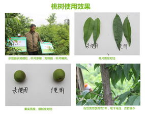 葡萄灰霉病用药指南， 轮换使用防抗药性