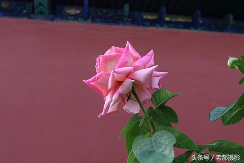 国庆节期间盛开的花朵大盘点