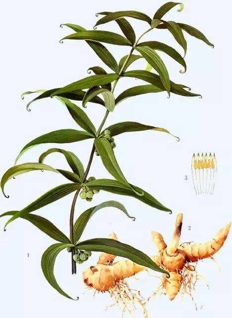 种子繁衍大揭秘