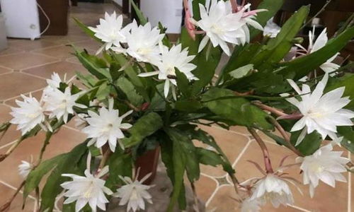 墙头上的花儿， 点亮生活的小确幸